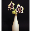 Орхидеея - шаблон трафарет для 3Д ручки
